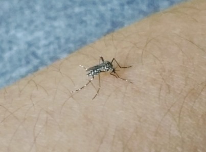 Los casos de dengue subirán por unas 12 semanas en…