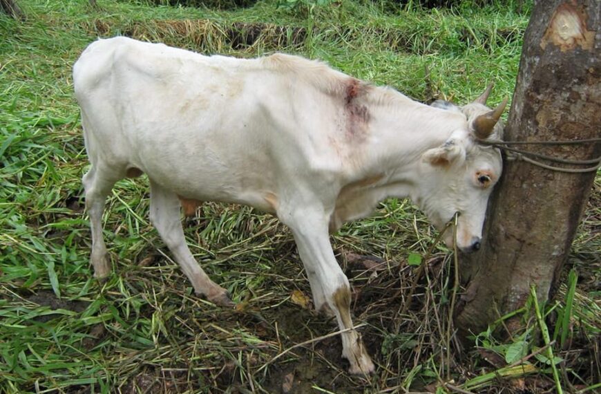 Senasag reportó caso de rabia bovina en el municipio de Concepción