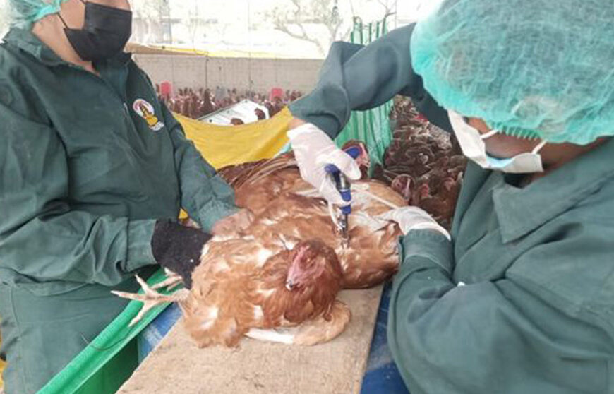 Dan inicio a vacunación contra la gripe aviar en Tiquipaya,&hellip;