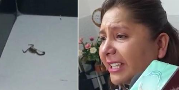 Viceministra acusa a la Gobernación de poner un escorpión en&hellip;