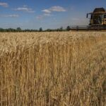 El precio del trigo se dispara y alcanza su cotización más alta desde…