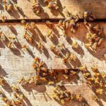 Día Mundial de las Abejas: 10 datos importantes sobre su ciclo de vida