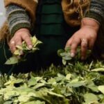 Ingreso ilegal de coca peruana: Refuerzan operativos de control en la frontera