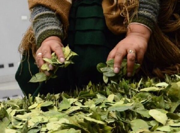 Ingreso ilegal de coca peruana: Refuerzan operativos de control en la frontera