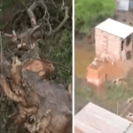 Bs 14 millones de multa por la tala de árboles en terrenos colindantes&hellip;