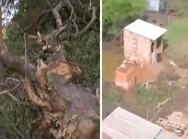 Bs 14 millones de multa por la tala de árboles en terrenos colindantes al Jardín Botánico