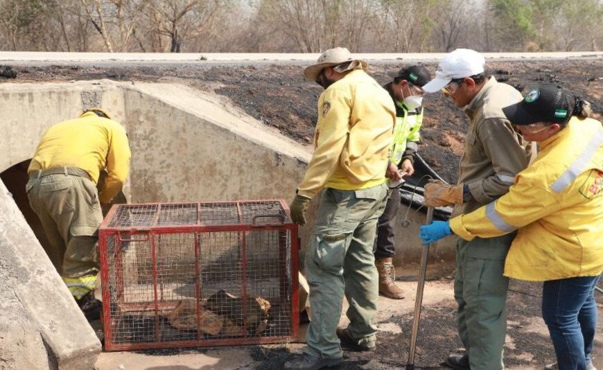 (Video)Equipo de biodiversidad realiza rastrillaje y rescate de fauna silvestre&hellip;