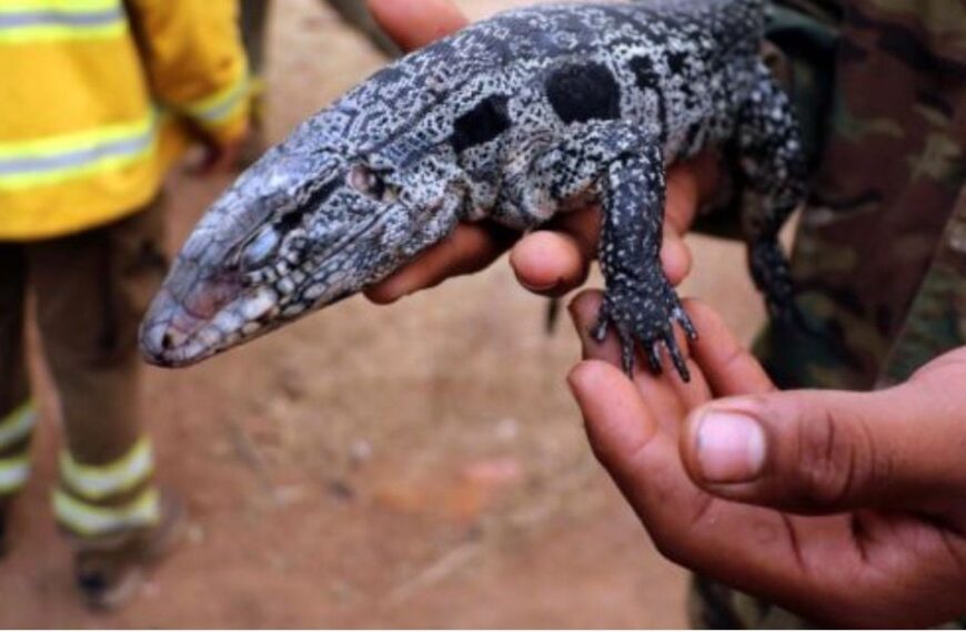 Miles de animales y especies endémicas han muerto por los&hellip;