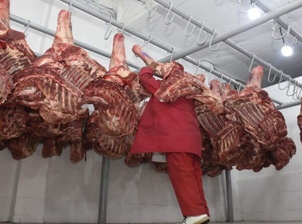 Ganaderos tienen autorizado exportar alrededor de 35.000 toneladas de carne bovina este año