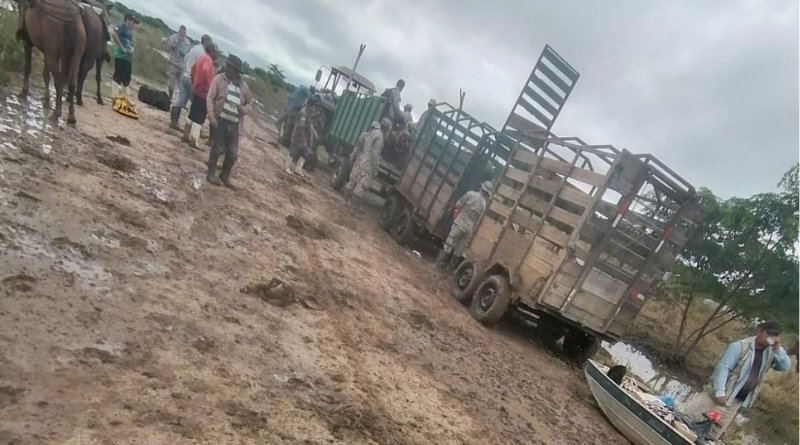 Ganaderos de Santa Cruz reportan dificultades para trasladar ganado afectado…