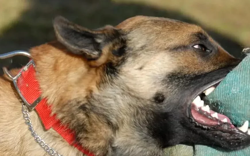 Ataque de perro a niño en Cochabamba: zoonosis interviene y…