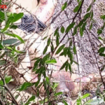 ¡Alerta en Río Grande! Aparece cadáver masculino en estado de descomposición en Puerto&hellip;