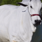 ¡Orgullo boliviano! Una vaca nacida en Bolivia rompe récord en Brasil y alcanza&hellip;