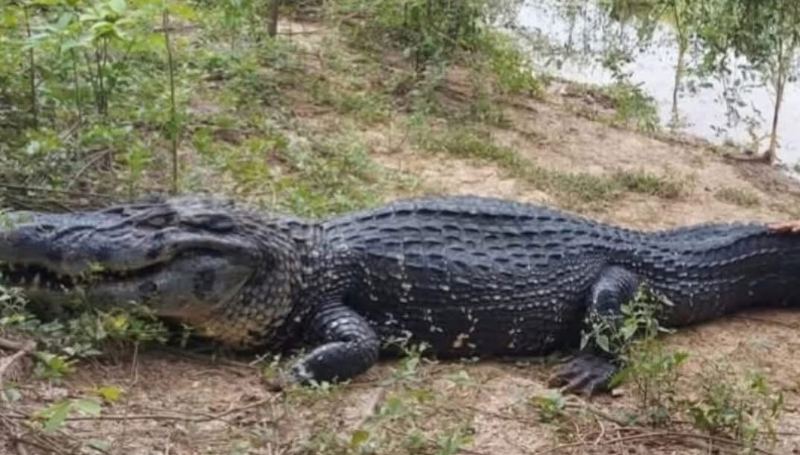 LUTO EN LA FAUNA BOLIVIANA: FALLECIÓ “JESÚS”, EL CAIMÁN QUE…