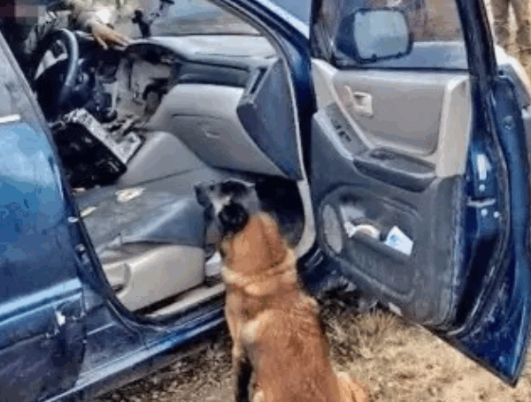 Dos personas aprehendidas tras hallazgo de droga en un vehículo gracias a un perro antidrogas en la carretera nueva Cochabamba – Santa Cruz