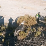 Camioneta de la Gobernación de La Paz volcó transportando un cóndor rumbo a…