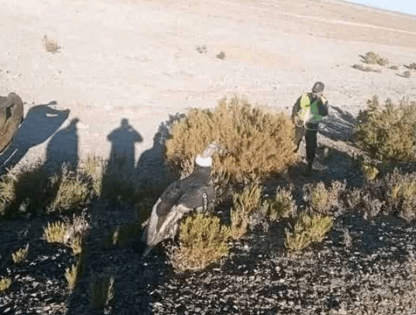 Camioneta de la Gobernación de La Paz volcó transportando un cóndor rumbo a Uyuni