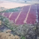 Vuelve el fuego al Parque Noel Kempff y alertan a la Felcn por…