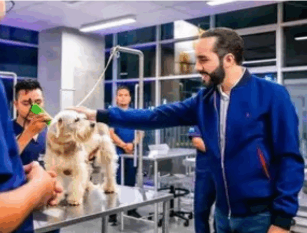 Bukele lanza plan internacional para rescatar a miles de perros y gatos callejeros en El Salvador