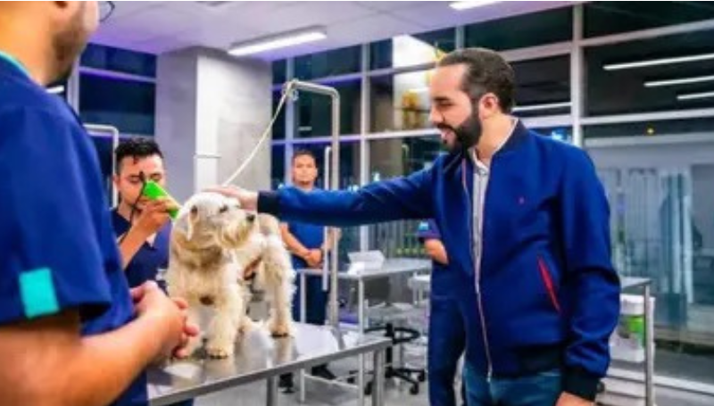 Bukele lanza plan internacional para rescatar a miles de perros…