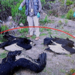 Cuatro cóndores andinos y un perro mueren envenenados en Morochata, Cochabamba