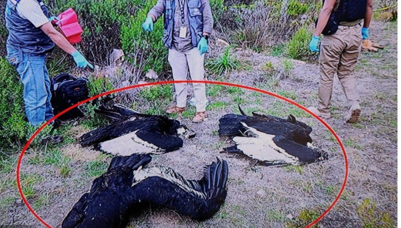 Cuatro cóndores andinos y un perro mueren envenenados en Morochata,…