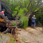 Intensa lluvia provoca caída de árboles y calles anegadas