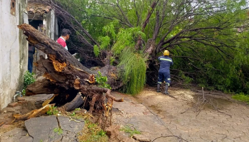 Intensa lluvia provoca caída de árboles y calles anegadas