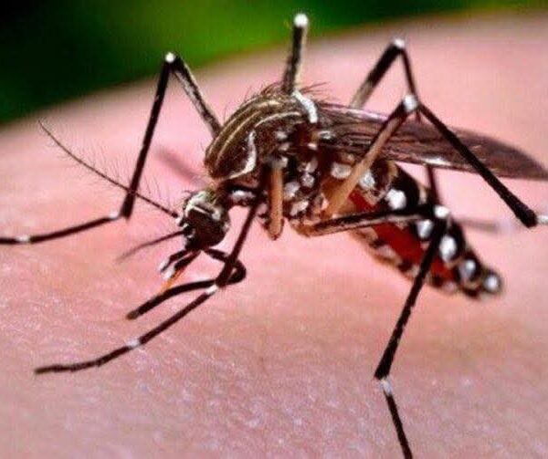 Alerta roja por chikunguña en Santa Cruz