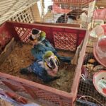 TRINIDAD: CONDENAN A MUJER POR INTENTO DE VENTA DE PARABAS AZULES EN PELIGRO…