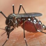 Santa Cruz de la Sierra entra en alerta roja por aumento de chikunguña
