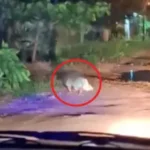 Advierten proceso penal contra padres de bebé hallado solo en la calle en&hellip;