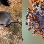 Confirman cuatro casos de hantavirus en Tarija y activan alerta epidemiológica