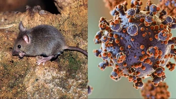Confirman cuatro casos de hantavirus en Tarija y activan alerta epidemiológica