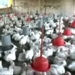 Bloqueos agravan crisis avícola en Cochabamba: faltan insumos y productores reportan pérdidas