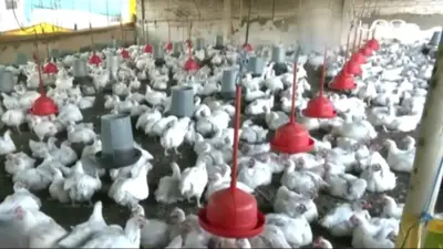 Bloqueos agravan crisis avícola en Cochabamba: faltan insumos y productores…