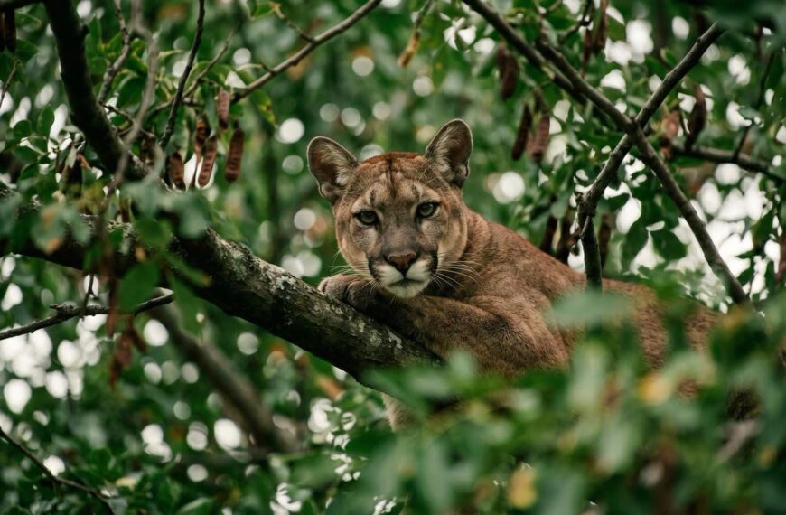 Alarma en San José de Chiquitos por aparición de un puma en zona urbana