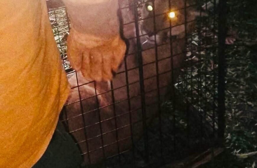 Rescatan de forma segura al puma hallado en San José de Chiquitos