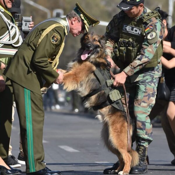 Rex, el perro rescatado durante los operativos de desbloqueo, es condecorado por la Policía Boliviana
